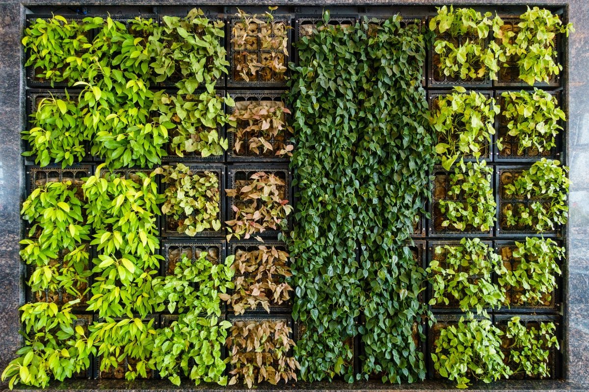 How To Create A Vertical Garden For An Apartment