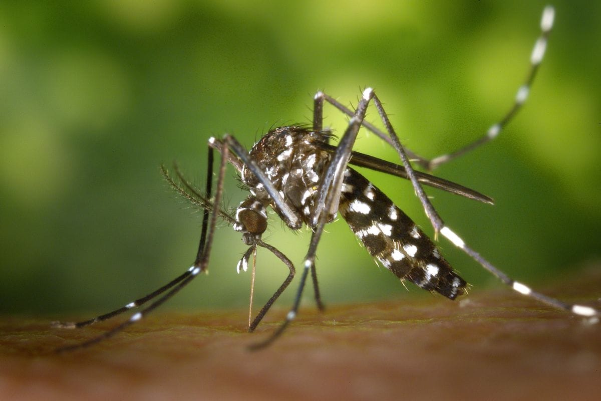Get Rid of Mosquitoes With These Do-It-Yourself Tips