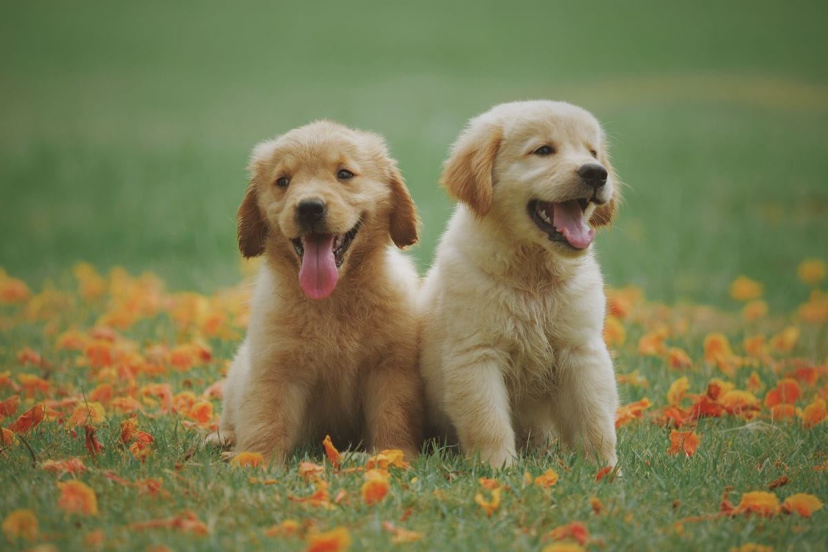 How to Make Your Home More Friendly For Pets