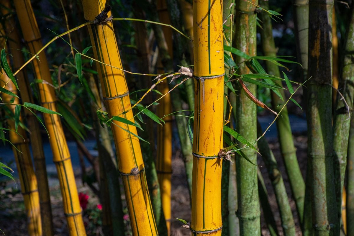 Bamboo: The Versatile Future of India