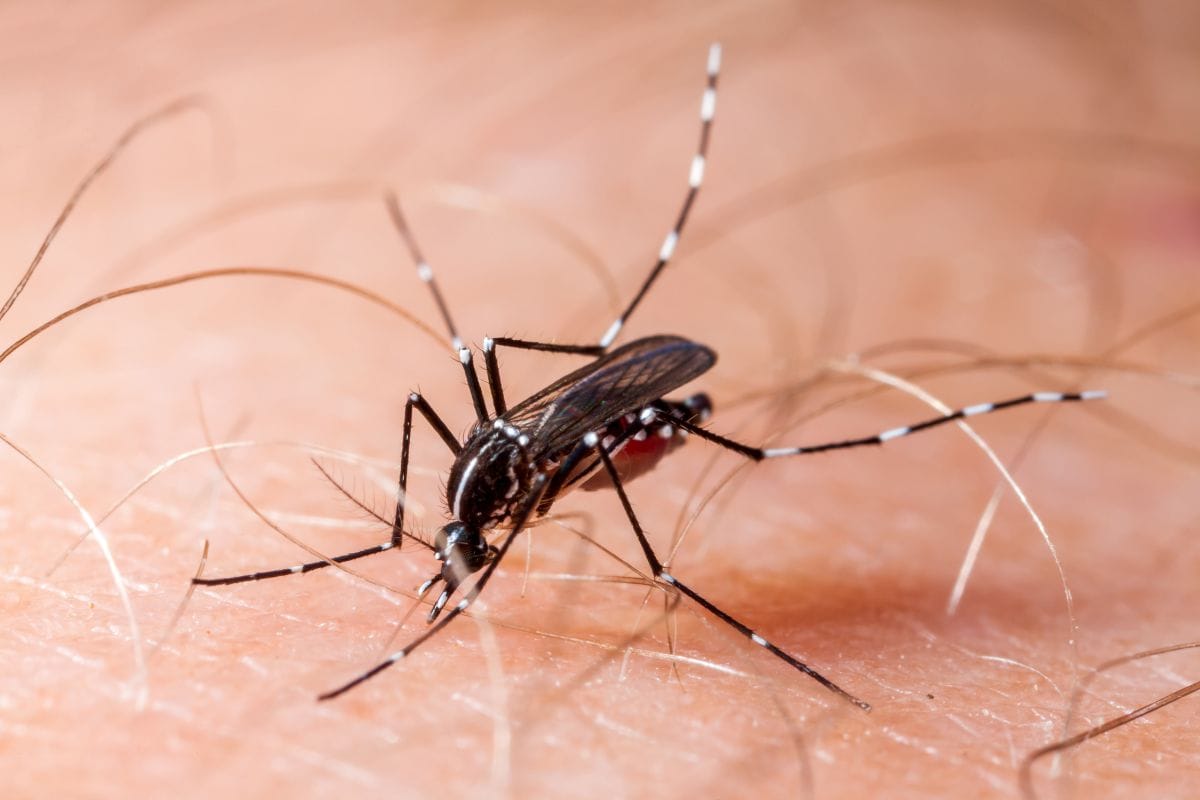 How to Prevent Chikungunya and Dengue Fever