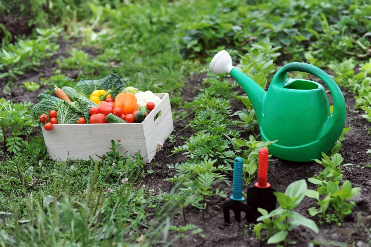 The Various Kitchen Gardening Challenges