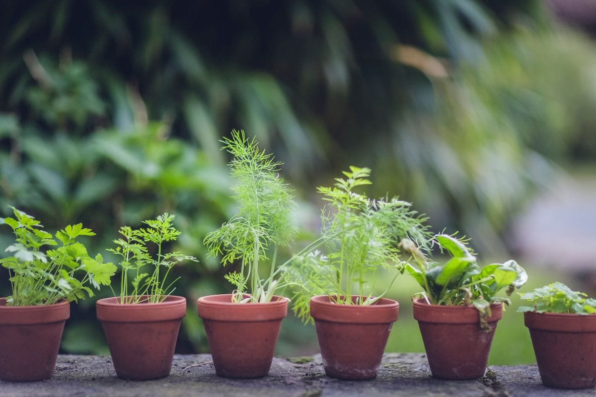 15 Vegetables You Can Re-Grow Yourself from Kitchen Scraps