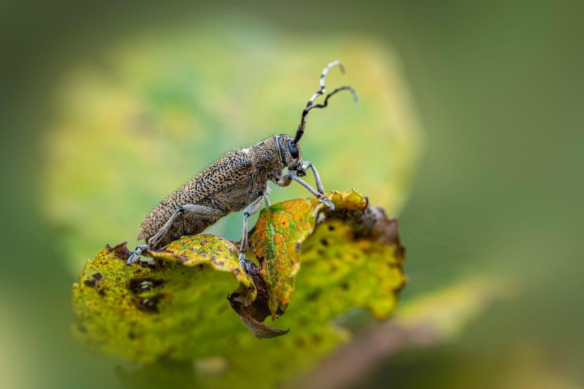 May to October time for Wood Borer Control Treatment