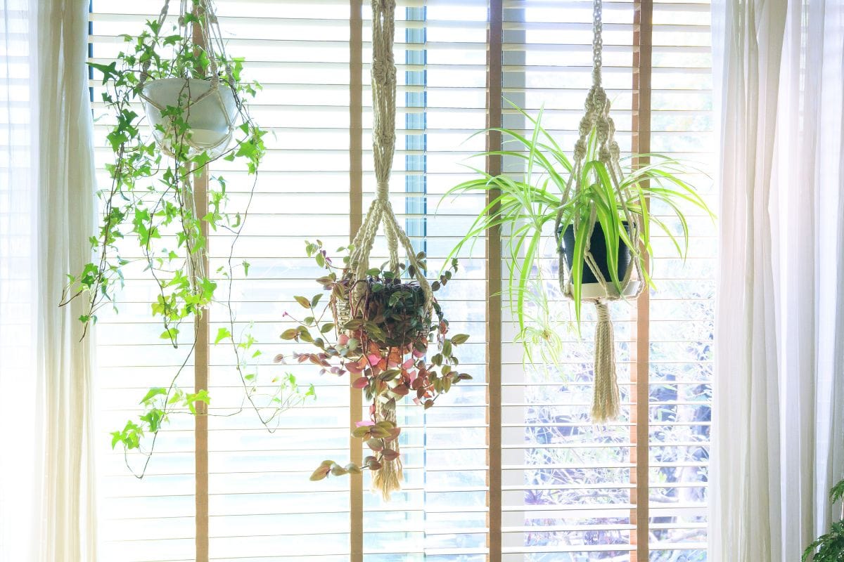 11 Inspired New Ways to Hang Plants Around Your Home