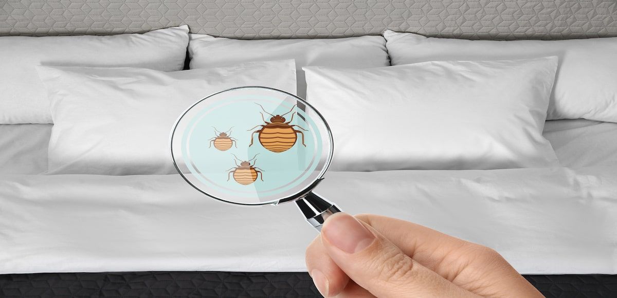 Guides: 5 Signs That You Have A Bed Bug Infestation