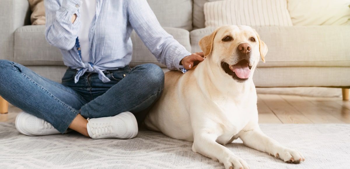 HomeTriangle Guides: How To Design Your Home If You Have A Pet?
