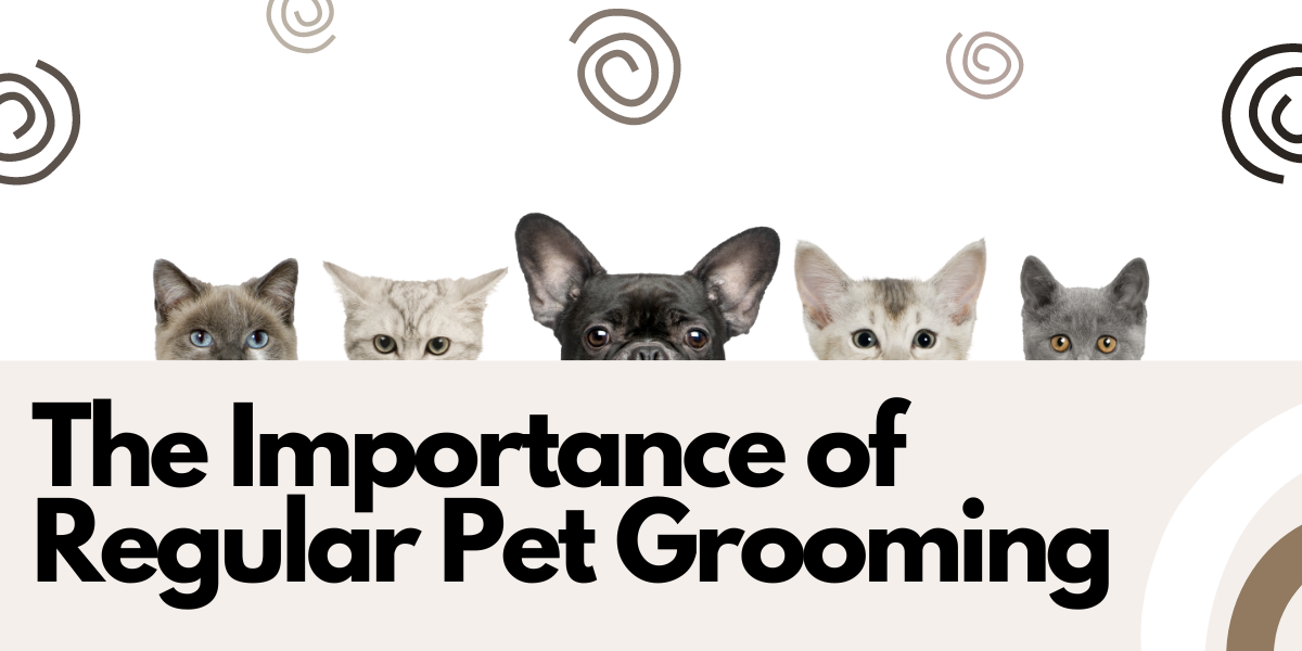 The importance of regular pet grooming