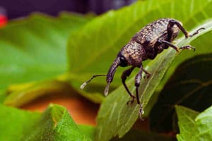 The Top 8 Signs of Carpet Beetle Infestation You Should Never Ignore