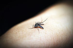 The Best Home Remedies To Tackle Mosquitoes