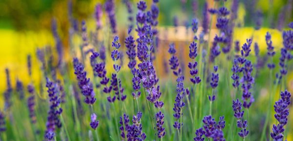 Flowering plants