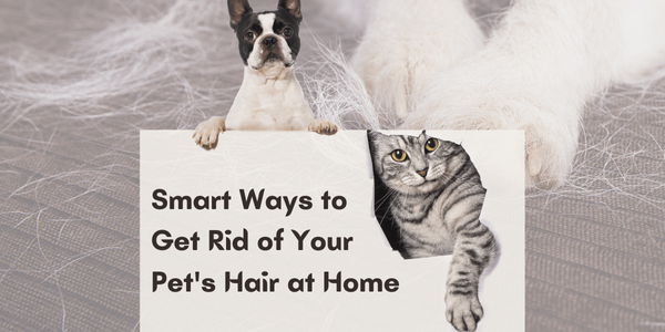Smart Ways to Get Rid of Your Pet's Hair at Home