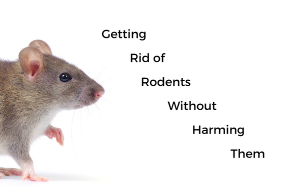 Getting rid of rodents without harming them