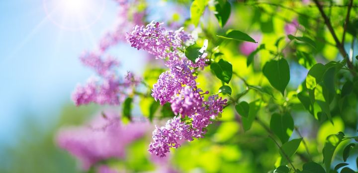 Purple flowers