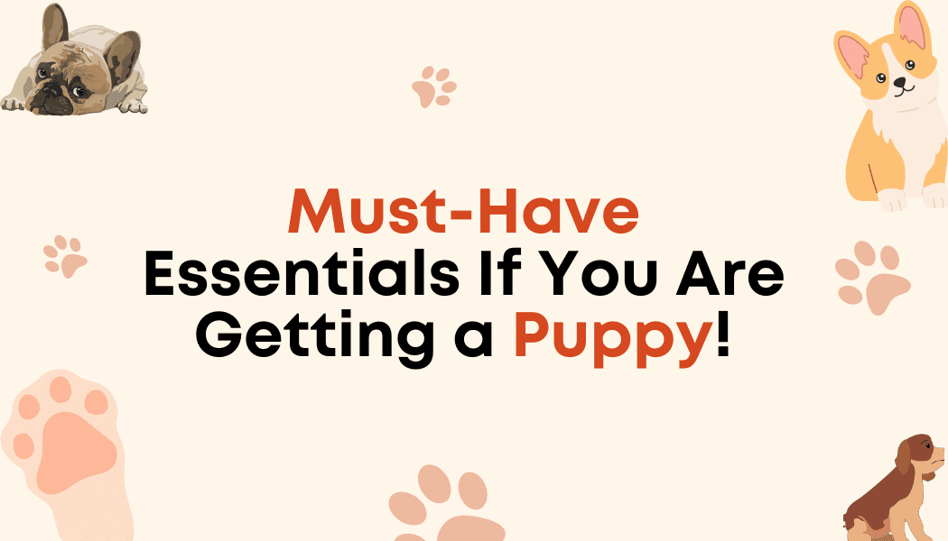 Pet essentials to buy, doggy, puppy, 