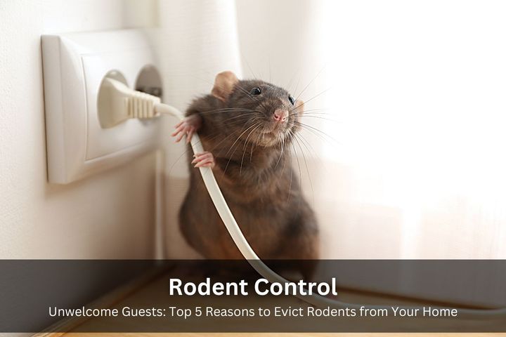 Unwelcome Guests: Top 5 Reasons to Evict Rodents from Your Home