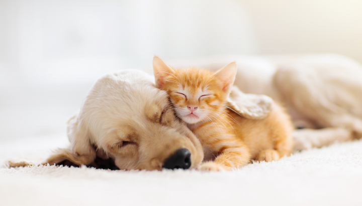 Puppy and Kitten sleeping together
