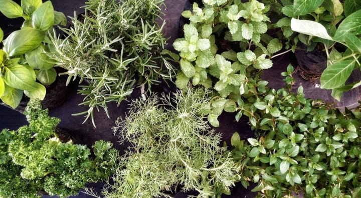 5 Thriving Indian Herbs for Balcony & Apartment Gardens
