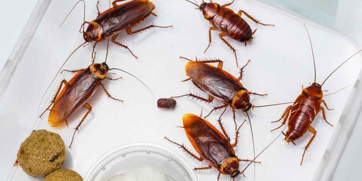 7 Easy Tips To Get Rid Of Cockroaches: Cleaning Hacks