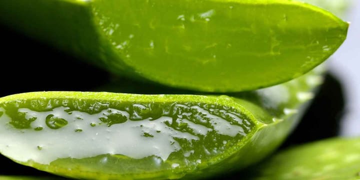 Aloe Vera