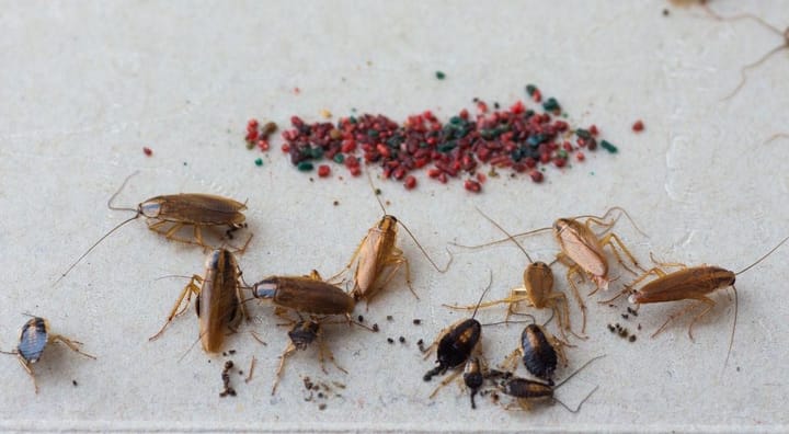 Baby Cockroach in the Kitchen