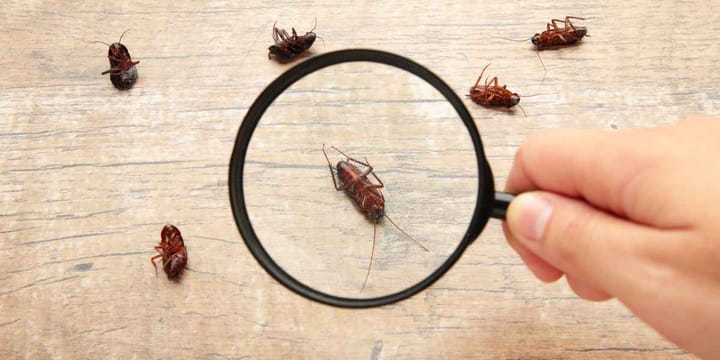 How To Deal With Cockroach Infestation: A Homeowner's Guide