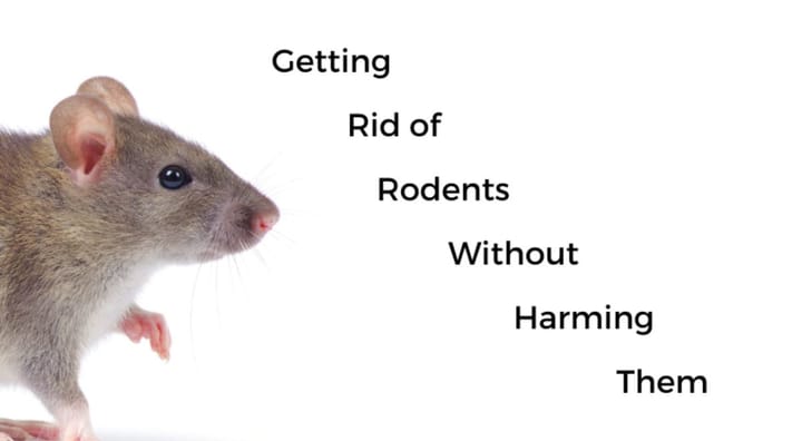 Getting rid of rodents without harming them