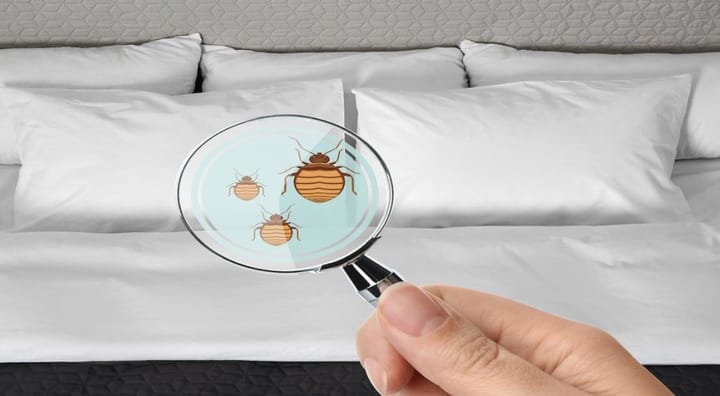 Guides: 5 Signs That You Have A Bed Bug Infestation