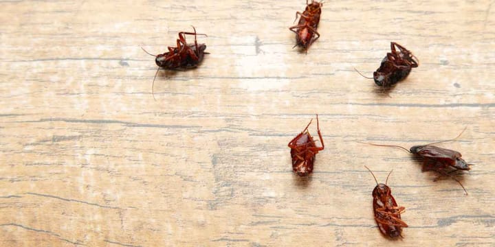 Home Remedies for Cockroaches 