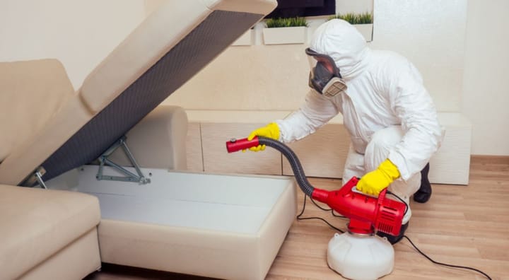 Pest exterminator inspecting a sofa