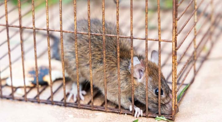how to remove rats from home