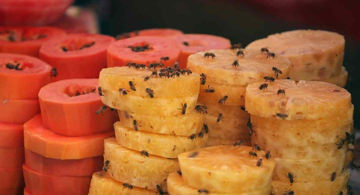 Fruit flies on food