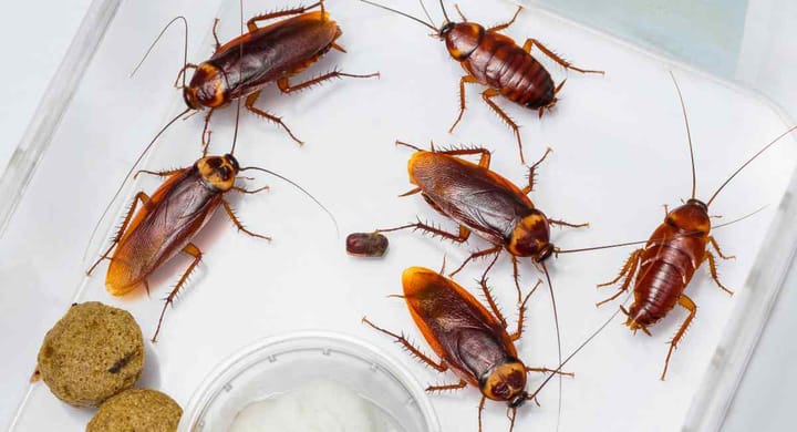 Image of cockroaches in the kitchen