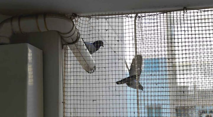 pigeons prevented from entering home with bird net