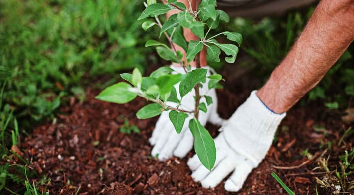 planting trees