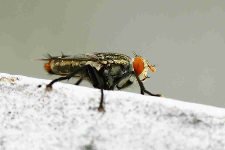 fruit flies in kitchen