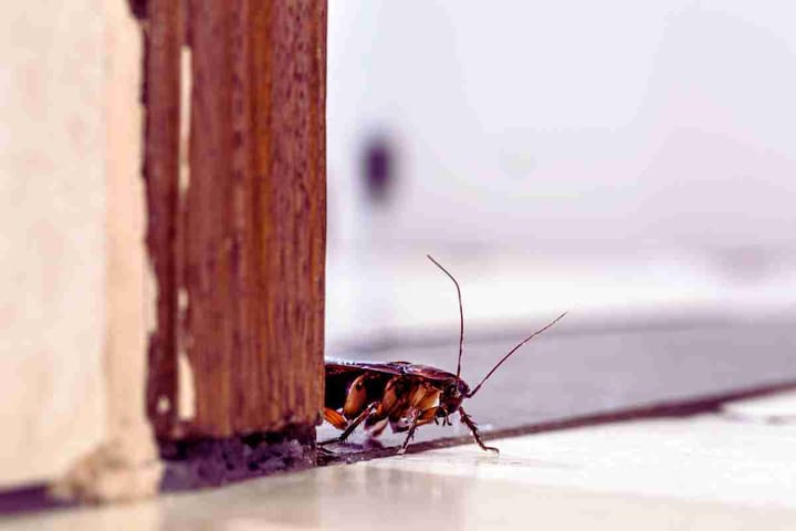 House Roaches Infestation