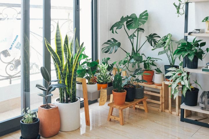 Use plants to create a 'green' room divider