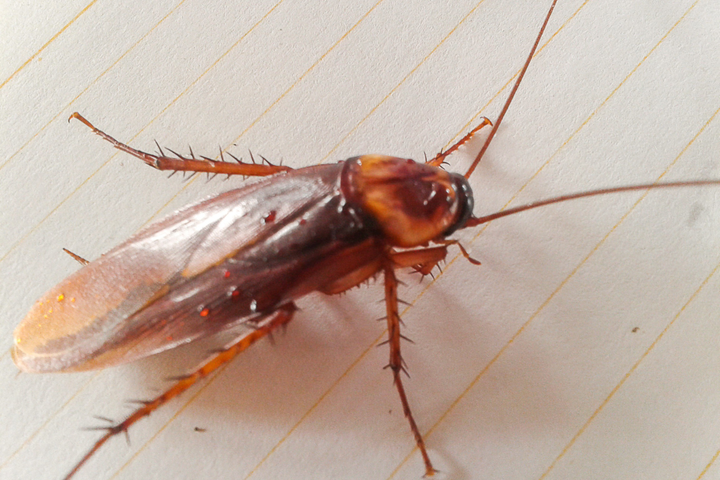 Cockroach