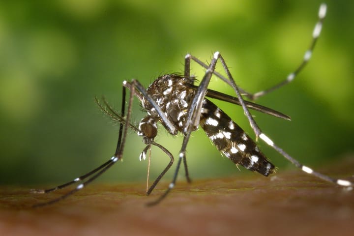 Mosquitoe