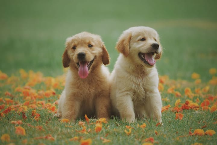 Pet