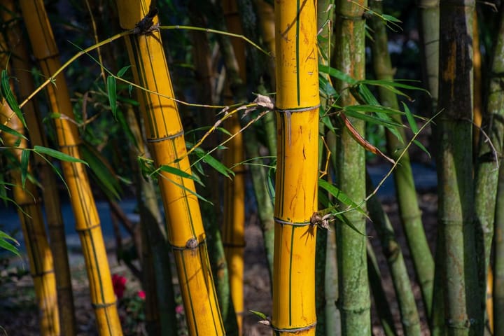 Bamboo