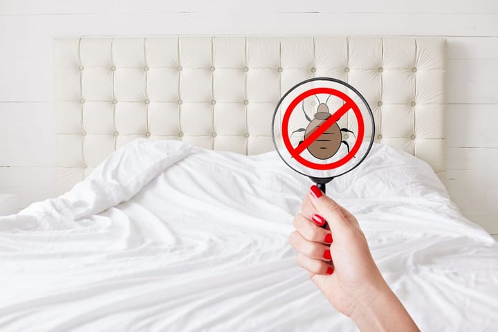 Bed Bug