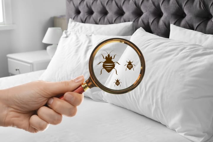 Bed Bug
