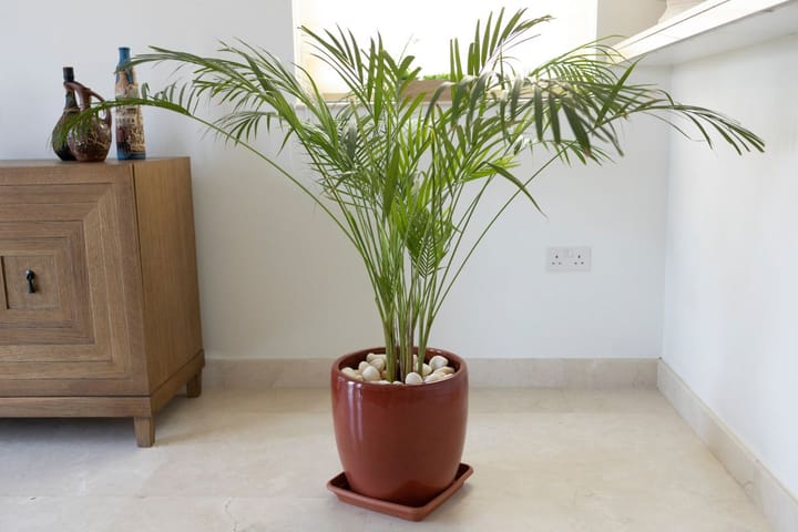 Indoor Plants