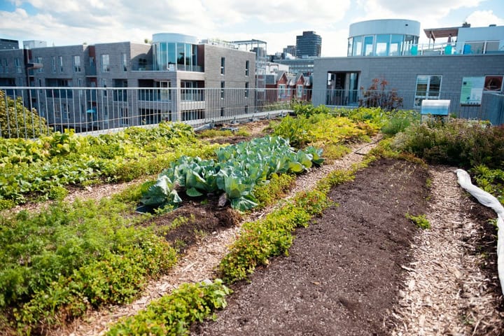 Rooftop Farming