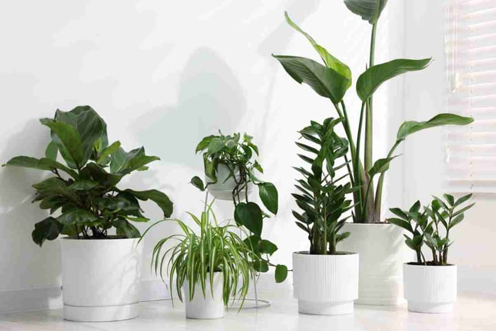 Low-Maintenance Plants