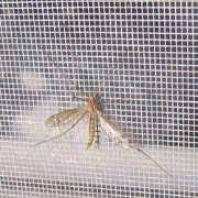 S K Ramaswami Pest Control Service - Mosquito Mesh