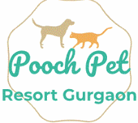 Pooch Pet Resort Gurgaon 