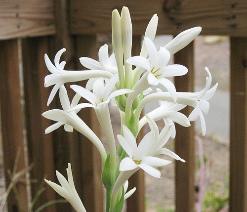 Flowers To Scent Your Garden Hometriangle Flowers To Scent Your Garden Hometriangle